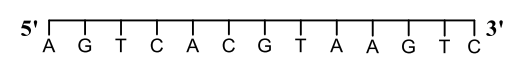 Double strand DNA