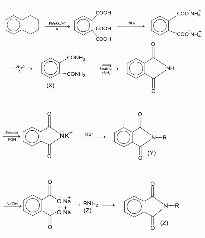 Gabriel Phthalimide Synthesis